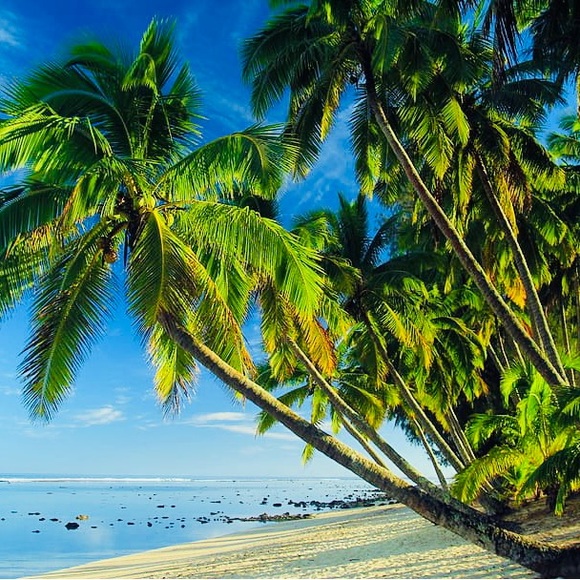 🌴🐠🌴🐠🌴🐠🌴🐠🌴🐠🌴🐠🌴🐠🌴🐠🌴 - Picture 7 of 9